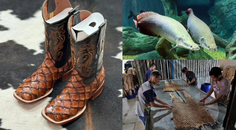 Do Amazonas para os EUA: botas sustentáveis que encantam Texas