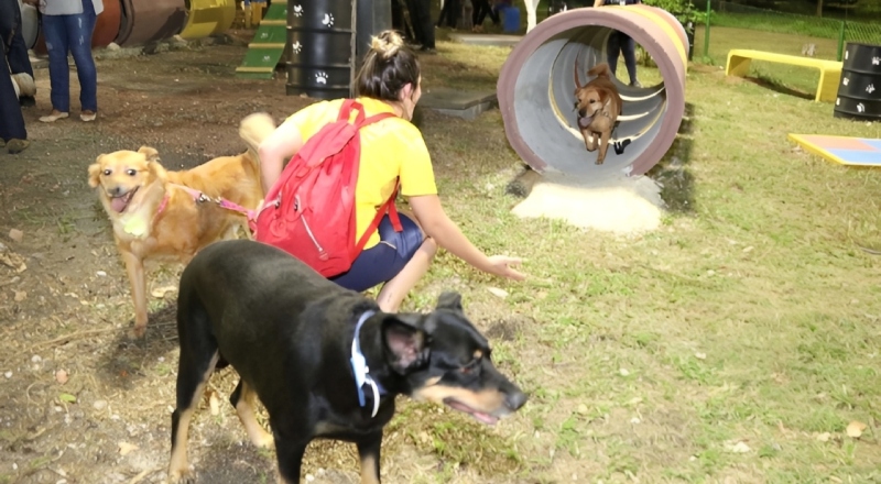 Meu Pet Amazonas: Agende castração e denuncie maus-tratos