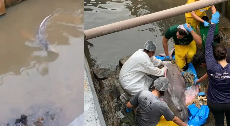 Boto-cor-de-rosa fica encalhado em rip rap após chuvas fortes