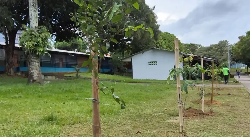 Prefeitura realiza manutenção da arborização e realiza melhorias ambientais