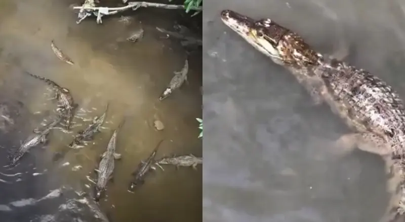 O igarapé mais fraco de Manaus: 11 jacarés se refrescando juntos