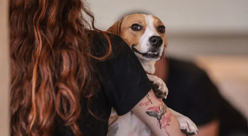 Governo Federal sanciona lei que define normas para pets felizes