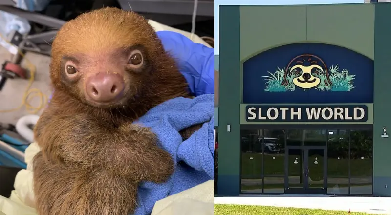 Tragédia na Flórida: fechamento de "Sloth World" após morte de 31 animais