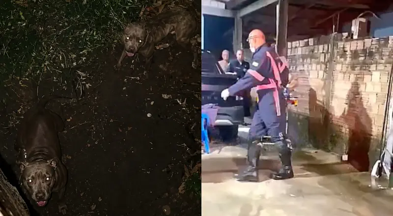 Ladrão pula muro e enfrenta Pitbulls: SAMU chamado para socorro
