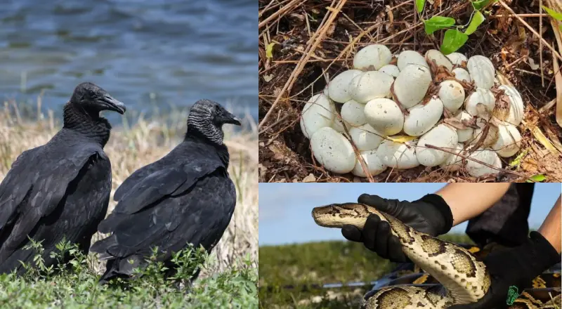 Natureza contra-ataca: Urubus controlam pítons na Flórida