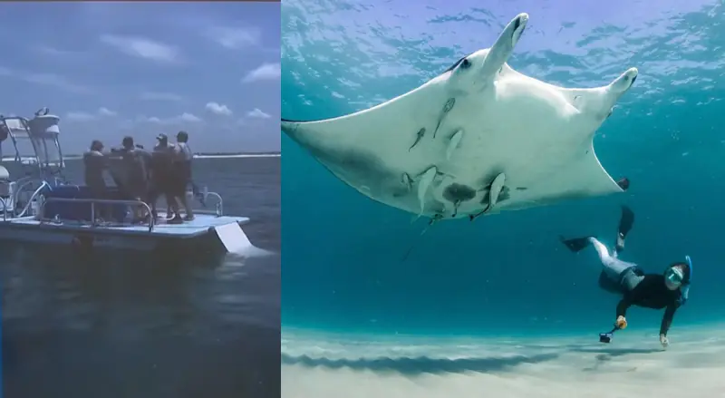 Vídeo de maus-tratos força mudança na lei de proteção às raias-manta nos EUA