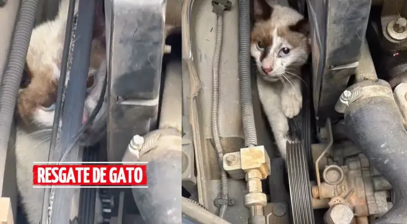 ‘Bichano’ preso em motor de carro é resgatado pelos Bombeiros