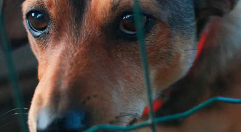 Revoltante: homem abusando de cachorro em Manaus é preso