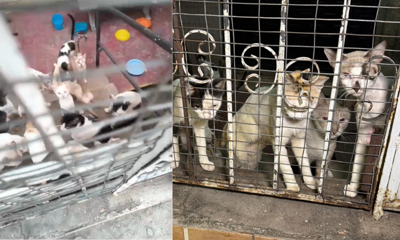 Cerca de 30 gatos ficam abandonados em casa após chacina
