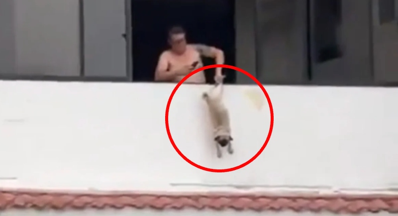 Cena revoltante! Ex-jogador preso por maltratar cachorro em vídeo