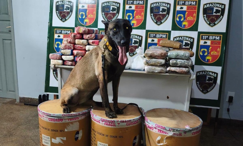 Polícia apreende mais de 72 kg de drogas em Parintins e detém tráfico